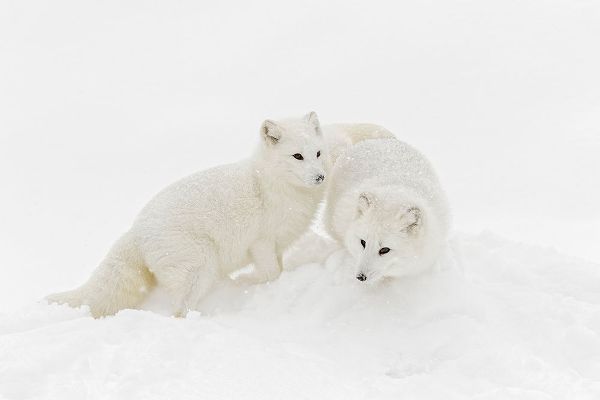 Arctic fox in winter coat on snow-Vulpes lagopus-controlled situation